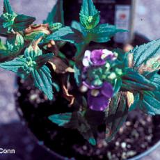 Impatiens Necrotic Spot Virus (INSV) - Nemesia