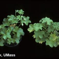 Xanthomonas on ivy geranium