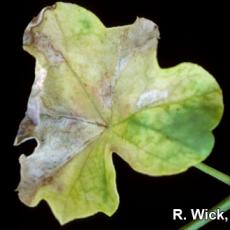 Xanthomonas on ivy geranium