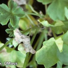 Xanthomonas on ivy geranium