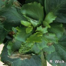 Kalanchoe – Impatiens Necrotic Spot Virus (INSV)