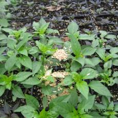 Lacewings distributed on plants in greenhouse