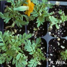 Marigold – Impatiens Necrotic Spot Virus (INSV)