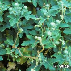 Chrysanthemum - Dodder