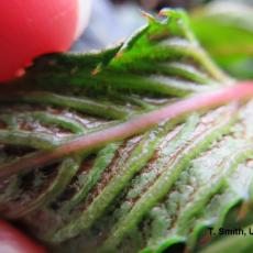 Broad mite damage on underside of leaf