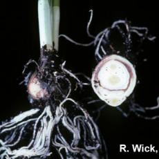 Narcissus – Botrytis on bulb