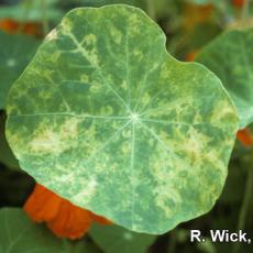 Nasturtium – Impatiens Necrotic Spot Virus (INSV)