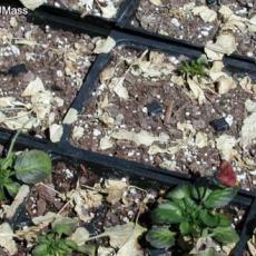 Salt injury on pansies due to excess sodium and chloride in irrigation water