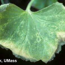 Pelargonium Flower Break Virus (PFBV) on Geranium