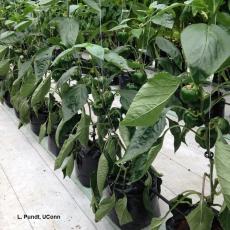 Greenhouse pepper production