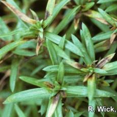 Phlox – Bulb and Stem nematodes (Ditylenchus species)