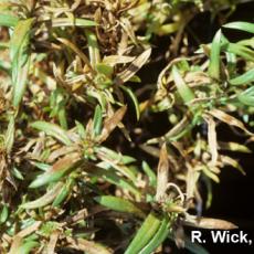 Phlox – Bulb and Stem nematodes (Ditylenchus species)