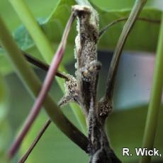 Botrytis stem canker on Poinsettia