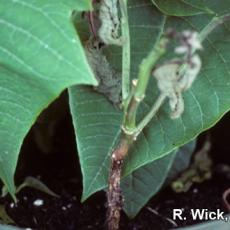 Botrytis Stem Canker on Poinsettia