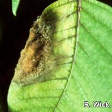 Botrytis Leaf Spot on Poinsettia