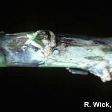 Botrytis stem canker on poinsettia