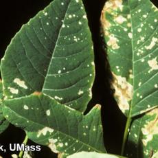 Bleach injury on poinsettia