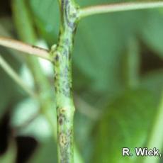 Bleach injury on poinsettia