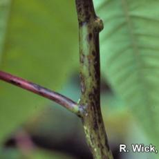 Crud on poinsettia