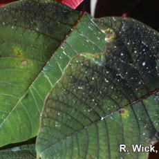 Botrytis Leaf Spot on Poinsettia