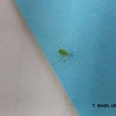 Close-up of potato aphid from this plant