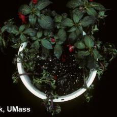 Impatiens – Pythium root rot