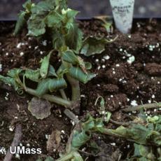 Impatiens – Pythium root rot