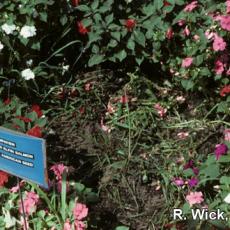 Impatiens (Landscape) – Rhizoctonia crown rot