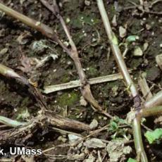 Impatiens (Landscape) – Rhizoctonia crown rot