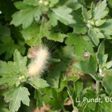 Salt Marsh Caterpillars