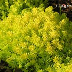 Trial Garden - Sedum 'Lemonball'