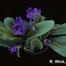 Streptocarpus – Impatiens necrotic spot virus (INSV)