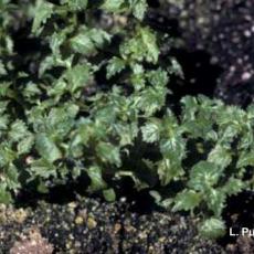 Tobacco mosaic virus (TMV) - torenia