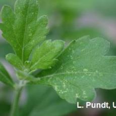 Tarnished Plant Bug injury on garden mums