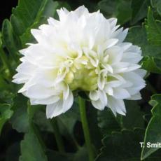 Tarnished Plant Bug Injury on Dahlia