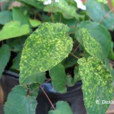 Tobacco Rattle Virus (TRV) - Epimedium