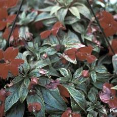 Mites – Spider mite feeding injury on New Guinea impatiens