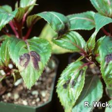 New Guinea Impatiens – Tomato Spotted Wilt Virus (TSWV)