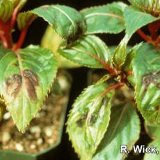 New Guinea Impatiens – Impatiens Necrotic Spot Virus (INSV)