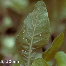 Adult Whiteflies on undersides of leaves