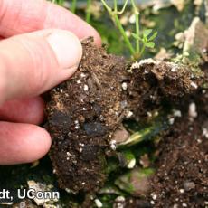 Algae scum growing on surface in pots