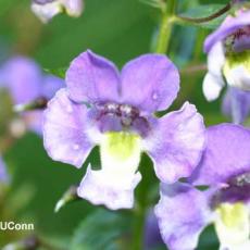 Angelonia Flower Break Virus on angelonia flowers