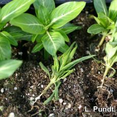 Ant damage on vinca