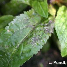 Aphid skins and black sooty mold