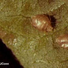 Aphids –“Aphid mummies” paratisized by an Aphidius parasitoid