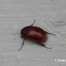 Asiatic Garden Beetle