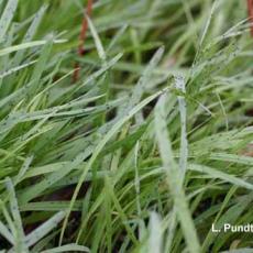 Banker Plants with aphids