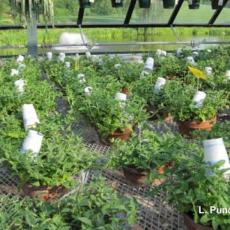 Biological Control: Using paper cups to protect predatory mites