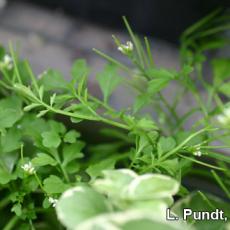 Bittercress weed