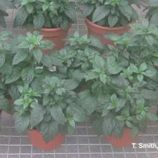 'Black Pearl' Pepper Banker Plants